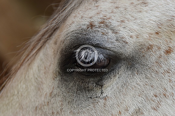 Horse eye Horse eye
