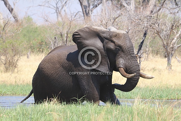 Bull Elephant walking up out the river
