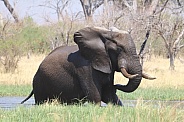 Bull Elephant walking up out the river