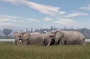 African Bush Elephant