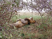 African male Lion