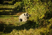 Indian rhino in the nature habitat