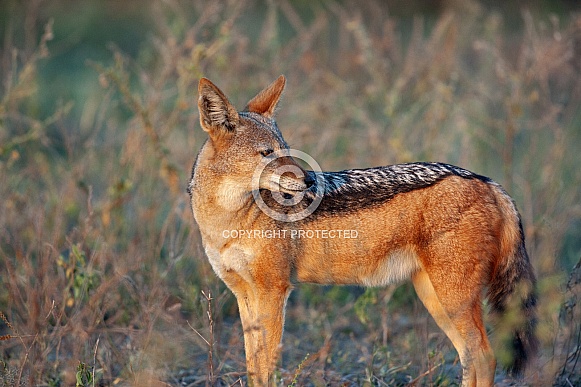 Black-backed Jackal - Botswana