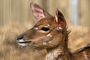 Nyala Antelope Side Profile