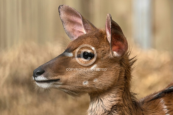 Nyala Antelope Side Profile