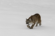 Cougar-Slow Approach