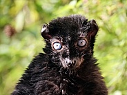 Bleu Eyed Black Lemur Male