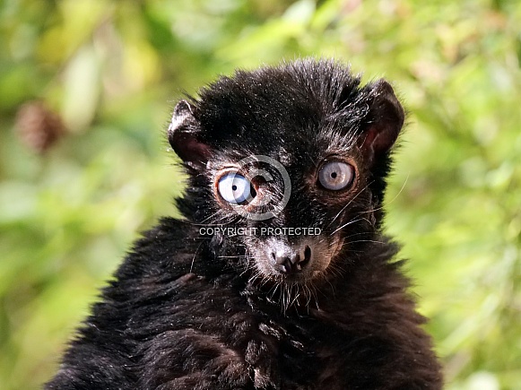 Bleu Eyed Black Lemur Male