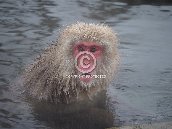 Snow Monkeys Snow Monkeys