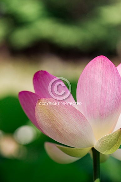 Single Lotus Flower Single Lotus Flower