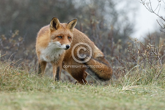 Red foxes Red foxes