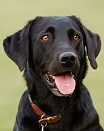 Black Labrador Retriever Portrait