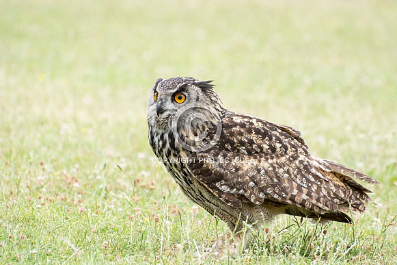 European Eagle Owl