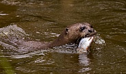 Giant Otter with Fish
