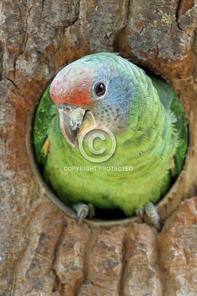 Red-tailed Amazon (Amazona brasiliensis) Red-tailed Amazon (Amazona brasiliensis)