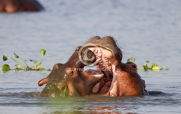 Hippopotamus