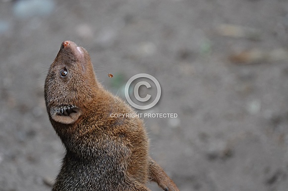Common Dwarf Mongoose Common Dwarf Mongoose