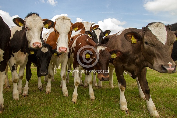 Dutch Cow and Cows