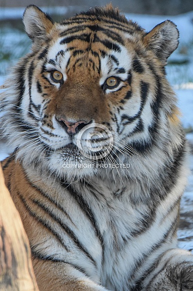 Amur Tiger