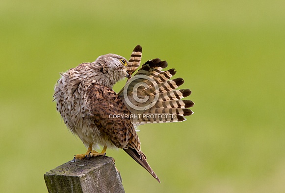 The European common kestrel