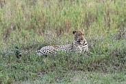 Leopard (Male)
