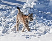 Siberian Bobcat in the snow