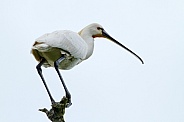 The Eurasian spoonbill