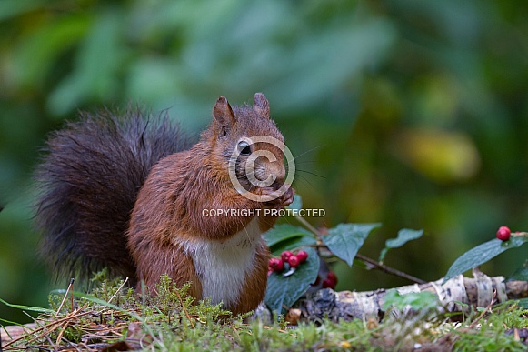 Red Squirrel Red Squirrel
