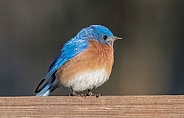 Tiny wild male eastern blue bird - Sialia sialis - perched on fence