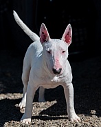 Miniature white bull terrier posing