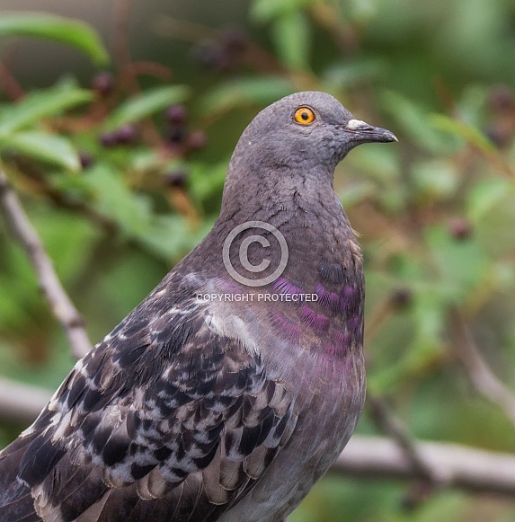 Rock dove Rock dove