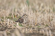 The short-eared owl (Asio flammeus)