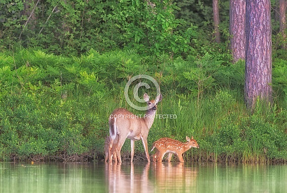 White-tailed Deer