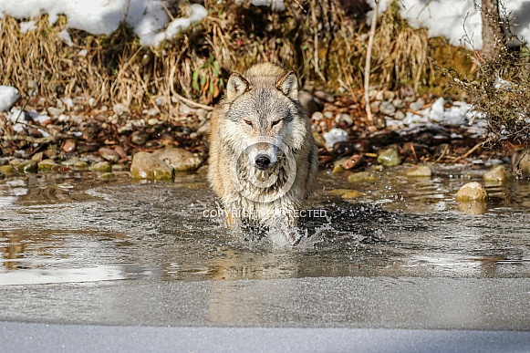 Gray or grey wolf in winter Gray or grey wolf in winter