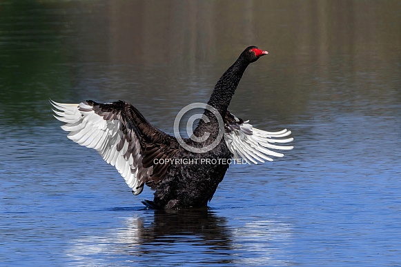 Swan---Black Swan