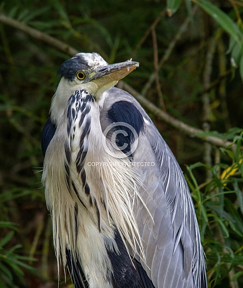 Heron