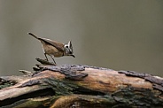 The crested tit or European crested tit