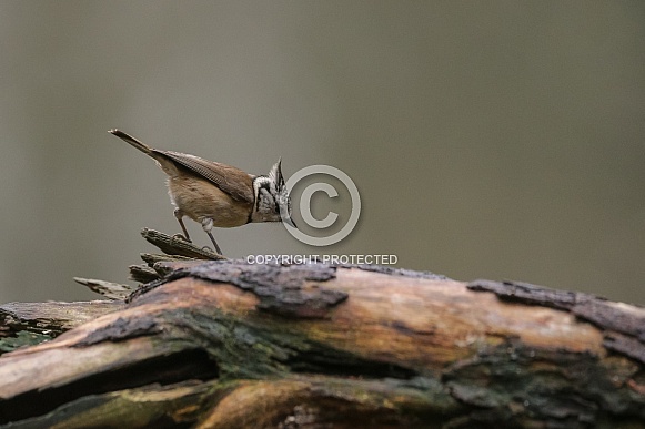 The crested tit or European crested tit