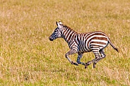 Zebra running