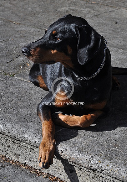 Doberman Pinscher