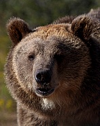 Grizzly Bear-Teddy Bear