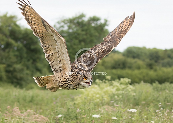 European Eagle Owl in Flight