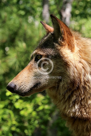 Wolf and Wolf Pups