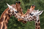Rothschilds Giraffes Together