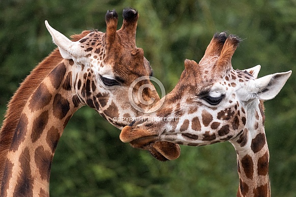 Rothschilds Giraffes Together Rothschilds Giraffes Together