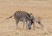 Zebra and foal (wild)