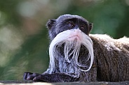 Emperor Tamarin (Saguinus Imperator)