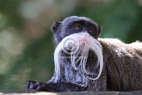 Emperor Tamarin (Saguinus Imperator) Emperor Tamarin (Saguinus Imperator)