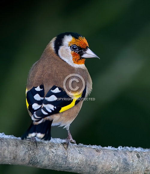 Goldfinch Goldfinch