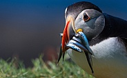 Puffin with sand eels